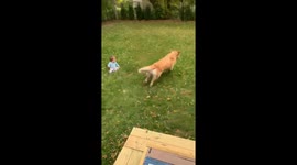 Golden Retriever Bowls Over Baby