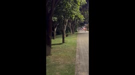 Capybara and Dog Chase Each Other