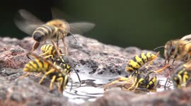 German Wasps and Honeybees In Slow Motion