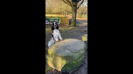 Dog Peeks During Hide and Seek