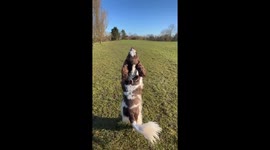 Two Dogs Hop Across Field On Two Feet
