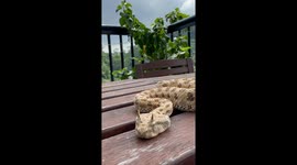 Horned Snake Slithers On Table
