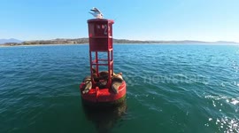 Gull Brings Good Luck To Sea Lion's Head