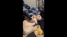 Dexterous Doggo Deftly Evades Touch