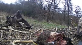 Spectacular Common Buzzard Fight
