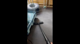 Cat Lives For Vacuum