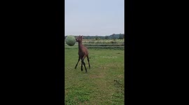 Kid and Foal Play Ball