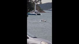 Frenchie on Wakeboard
