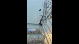 Excited Puppy Wiggles At Owner Being Home