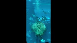 Stingray enjoys being spun round in aquarium