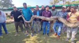 Giant 25ft python weighing 170kg caught in India