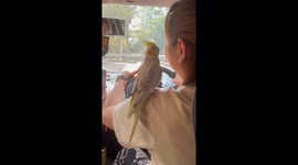 Pet cockatiel sits on driver's shoulder keeping her calm in traffic