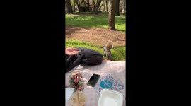 Pure chaos as couple fail to fend off brazen squirrel seeing it steal croissant from their picnic