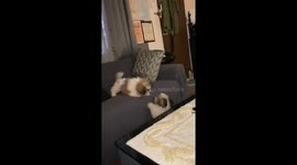 Shih Tzu siblings have barking battle on the sofa