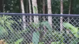 Garden plant becomes real-life dancing cactus as it waves leaf