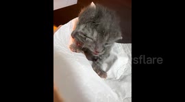 Rare 2-headed kitten born in China, owner searches for specialised care