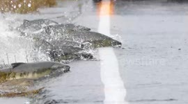 Remarkable scene sees salmon swimming across ROAD