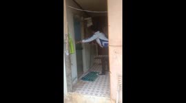 Huge king cobra caught in family's toilet in Thailand