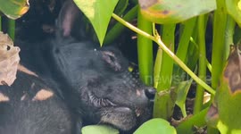 Stray dog stuck in pond is rescued by locals in Thailand
