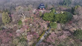 China: Blooming Plum Blossoms in Nanjing