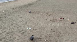 Pigeons search for food on the beach with some garbage along the coast of Lido di Ostia on a cloudy day in February in Rome.