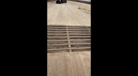 Puppies Take on Cattle Guard