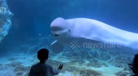 Beluga whale plays with kids at aquarium in China
