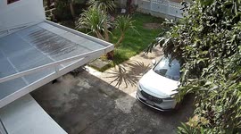French Bulldog charges along drive with chair stuck on his back