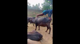 Farmer does push-ups on bull's back in India