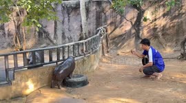 Baby hippo sensation Moo Deng tumbles off plastic tub as she grows bigger