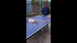 Cat Playing Table Tennis