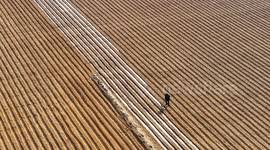 China: A farmer plants potatoes in a field in Zaozhuang city, Shandong province, China