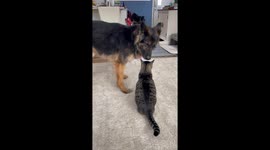 Cat Invites German Shepherd to Play