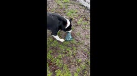 Border Collie Helps Tidy Up Dog Bags
