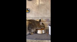 Greedy cat takes HUGE mouthfuls of food