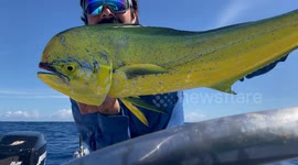 Fisherman catch a beautiful Mahi Mahi. With brilliants colors.