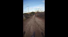 Stray Dog Catches Cyclist's Wheels