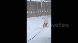 Canada: Toronto Sees More Snow After Consecutive Snowstorms 2