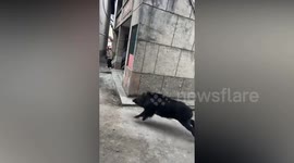 Terrifying moment wild boar knocks woman over and attacks her