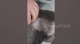 Hermaphrodite British Shorthair cat neutered twice in rare case