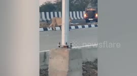 Lion saunters across road in front of shocked drivers