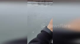 Stranded deer rescued from frozen lake in New York