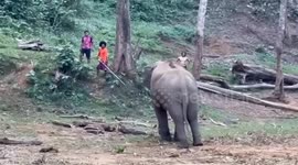 Elephant handlers grapple with bull in musth