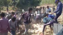 Locals steal chickens when pickup truck overturns on Indian motorway