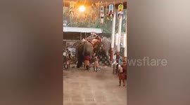 Rampaging elephants kill three devotees at temple in India