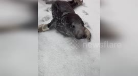 US: Lost Seal Wanders Connecticut Streets Before Rescue