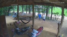 Green snake dangles from roof and falls onto hammock