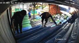 Workers fall down when rolls of artificial turf topple over