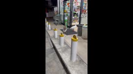 Two geese block supermarket entrance for baffled customers