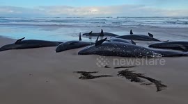 Over 150 false killer whales stranded on beach in Australian island state